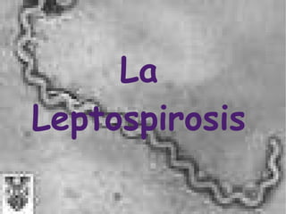 La
Leptospirosis
 
