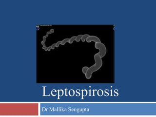 Leptospirosis
Dr Mallika Sengupta
 