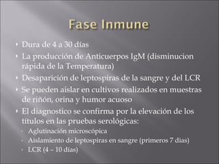 Dura de 4 a 30 días La producción de Anticuerpos IgM (disminucion rápida de la Temperatura) Desaparición de leptospiras de la sangre y del LCR Se pueden aislar en cultivos realizados en muestras de riñón, orina y humor acuoso El diagnostico se confirma por la elevación de los títulos en las pruebas serológicas: Aglutinación microscópica Aislamiento de leptospiras en sangre (primeros 7 dias) LCR (4 – 10 días) 