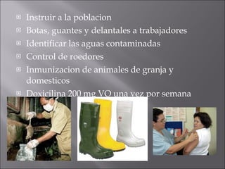 Instruir a la poblacion Botas, guantes y delantales a trabajadores Identificar las aguas contaminadas Control de roedores Inmunizacion de animales de granja y domesticos Doxicilina 200 mg VO una vez por semana 