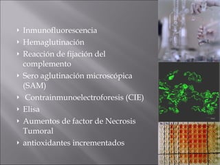 Inmunofluorescencia Hemaglutinación Reacción de fijación del complemento Sero aglutinación microscópica (SAM) Contrainmunoelectroforesis (CIE) Elisa  Aumentos de factor de Necrosis Tumoral antioxidantes incrementados 