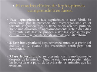 El cuadro clínico de leptospirosis comprende tres fases.   Fase leptospiremia:  fase septicémica o fase febril. Se caracteriza por la presencia del microorganismo en el torrente sanguíneo, hígado, bazo, riñón, cerebro, pulmón. Tiene una duración de aproximadamente siete a diez días y durante esta fase se pueden aislar las leptospiras por  cultivo directo  o  inoculación de animales  de laboratorio.  2. Fase inmunitaria:  si bien comienza antes, es a partir del día 10 a 12 cuando las  reacciones serológicas  son detectadas. 3.Fase leptospiruruia:  se presenta casi inmediatamente después de la anterior. Durante esta fase se pueden aislar las leptospiras a partir de la orina de los animales que las excretan.  