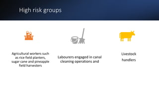 High risk groups
Agricultural workers such
as rice field planters,
sugar cane and pineapple
field harvesters
Labourers engaged in canal
cleaning operations and
Livestock
handlers
 