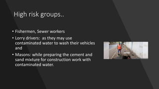 High risk groups..
• Fishermen, Sewer workers
• Lorry drivers: as they may use
contaminated water to wash their vehicles
and
• Masons: while preparing the cement and
sand mixture for construction work with
contaminated water.
 