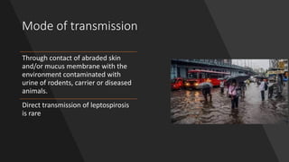 Mode of transmission
Through contact of abraded skin
and/or mucus membrane with the
environment contaminated with
urine of rodents, carrier or diseased
animals.
Direct transmission of leptospirosis
is rare
 