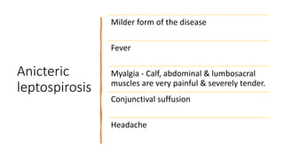 Anicteric
leptospirosis
Milder form of the disease
Fever
Myalgia - Calf, abdominal & lumbosacral
muscles are very painful & severely tender.
Conjunctival suffusion
Headache
 
