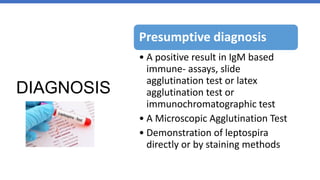 DIAGNOSIS
Presumptive diagnosis
• A positive result in IgM based
immune- assays, slide
agglutination test or latex
agglutination test or
immunochromatographic test
• A Microscopic Agglutination Test
• Demonstration of leptospira
directly or by staining methods
 