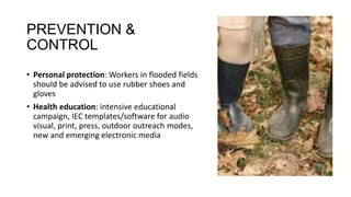 PREVENTION &
CONTROL
• Personal protection: Workers in flooded fields
should be advised to use rubber shoes and
gloves
• Health education: intensive educational
campaign, IEC templates/software for audio
visual, print, press, outdoor outreach modes,
new and emerging electronic media
 