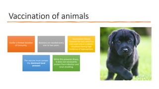 Vaccination of animals
Confer a limited duration
of immunity.
Boosters are needed every
one to two years.
Vaccination should
however be very selective
and used only in endemic
situations having high
incidence of leptospirosis.
The vaccine must contain
the dominant local
serovars
While this prevents illness,
it does not necessarily
protect from infection and
renal shedding.
 