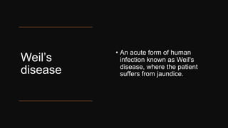 Weil’s
disease
• An acute form of human
infection known as Weil's
disease, where the patient
suffers from jaundice.
 