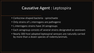 Causative Agent : Leptospira
• Corkscrew-shaped bacteria - spirochaete
• Only strains of L.interrogans are pathogenic
• L.interrogans strains have 24 serogroups
• Each serogroup consists of several strains designated as seorovars
• Nearly 300 host adopted leptospiral serovars are naturally carried
by more than a dozen species of rodents/animals.
 