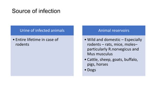 Source of infection
Urine of infected animals
• Entire lifetime in case of
rodents
Animal reservoirs
• Wild and domestic – Especially
rodents – rats, mice, moles–
particularly R.norvegicus and
Mus musculus
• Cattle, sheep, goats, buffalo,
pigs, horses
• Dogs
 