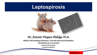 Leptospirosis
Leptospira
Dr. Antonio Vásquez Hidalgo, Ph.D.
Médico/ Microbiólogo/Salubrista / Scientific Research/Catedrático
UNIVERSIDAD DE EL SALVADOR
Depto de Microbiología
Facultad de Medicina
 