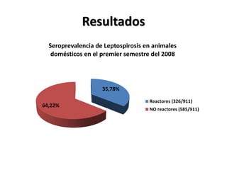 Resultados
35,78%
64,22%
Seroprevalencia de Leptospirosis en animales
domésticos en el premier semestre del 2008
Reactores (326/911)
NO reactores (585/911)
 