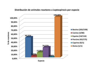 0,00%
10,00%
20,00%
30,00%
40,00%
50,00%
60,00%
70,00%
80,00%
90,00%
100,00%
49,25%
3,75%
12,06%
24,57%
0,00%
100,00%
%dereactores
Especie
Distribución de animales reactores a Leptospirosis por especie
Bovino (265/538)
Canino (3/80)
Equino (14/116)
Porcino (43/175)
Caprino (0/1)
Ovino (1/1)
 