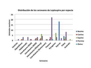 0
5
10
15
20
25
Animalesreactores
Serovares
Distribución de los serovares de Leptospira por especie
Bovino
Canino
Equino
Porcino
Ovino
 