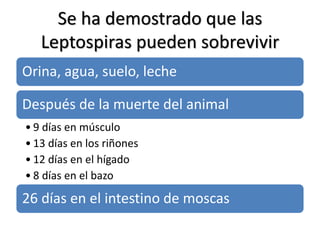 Se ha demostrado que las
Leptospiras pueden sobrevivir
Orina, agua, suelo, leche
Después de la muerte del animal
• 9 días en músculo
• 13 días en los riñones
• 12 días en el hígado
• 8 días en el bazo
26 días en el intestino de moscas
 