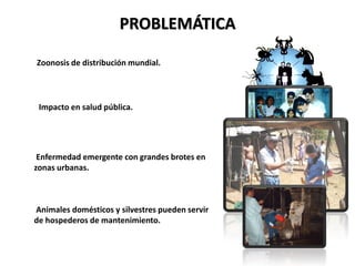 PROBLEMÁTICA
Zoonosis de distribución mundial.
Impacto en salud pública.
Enfermedad emergente con grandes brotes en
zonas urbanas.
Animales domésticos y silvestres pueden servir
de hospederos de mantenimiento.
 
