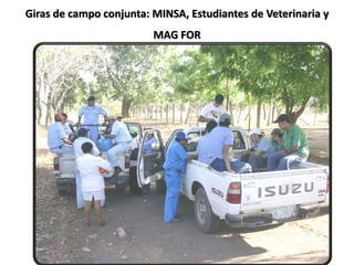 Giras de campo conjunta: MINSA, Estudiantes de Veterinaria y
MAG FOR
 