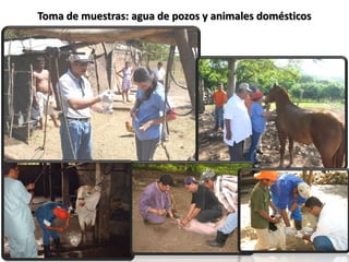 Toma de muestras: agua de pozos y animales domésticos
 