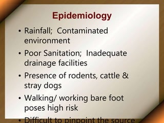 Epidemiology
• Rainfall; Contaminated
environment
• Poor Sanitation; Inadequate
drainage facilities
• Presence of rodents, cattle &
stray dogs
• Walking/ working bare foot
poses high risk
 