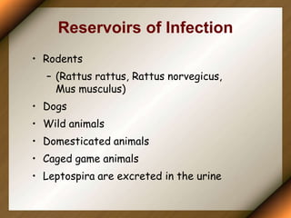 Reservoirs of Infection
• Rodents
– (Rattus rattus, Rattus norvegicus,
Mus musculus)
• Dogs
• Wild animals
• Domesticated animals
• Caged game animals
• Leptospira are excreted in the urine
 