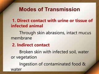 Modes of Transmission
1. Direct contact with urine or tissue of
infected animal
Through skin abrasions, intact mucus
membrane
2. Indirect contact
Broken skin with infected soil, water
or vegetation
Ingestion of contaminated food &
water
 
