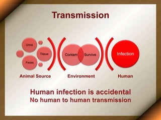 Transmission
Environment Human
Contam Survive
Urine
Tissue
Feces
Infection
Animal Source
 