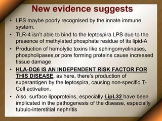 New evidence suggests
• LPS maybe poorly recognised by the innate immune
system.
• TLR-4 isn’t able to bind to the leptospira LPS due to the
presence of methylated phosphate residue of its lipid-A
• Production of hemolytic toxins like sphingomyelinases,
phospholipases,or pore forming proteins cause increased
tissue damage
• HLA-DQ6 IS AN INDEPENDENT RISK FACTOR FOR
THIS DISEASE, as here, there’s production of
superantigen by the leptospira, causing non-specific T-
Cell activation.
• Also, surface lipoproteins, especially LipL32 have been
implicated in the pathogenesis of the disease, especially
tubulo-interstitial nephritis
 
