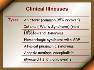 Clinical Illnesses
Types Anicteric (common 95% recover)
Icteric ( Weil’s Syndrome) (rare,
fatal)
Hepato-renal syndrome
Hemorrhagic syndrome with ARF
Atypical pneumonia syndrome
Aseptic meningo-encephalitis
Myocarditis, Chronic uveitis
 