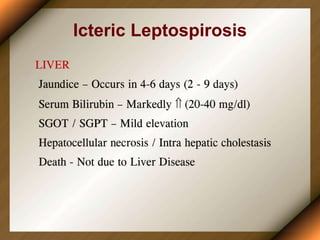 Icteric Leptospirosis
 