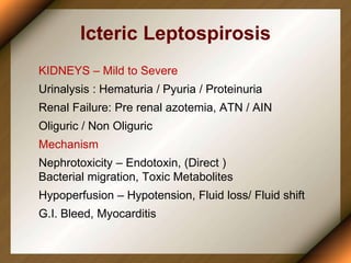 Icteric Leptospirosis
KIDNEYS – Mild to Severe
Urinalysis : Hematuria / Pyuria / Proteinuria
Renal Failure: Pre renal azotemia, ATN / AIN
Oliguric / Non Oliguric
Mechanism
Nephrotoxicity – Endotoxin, (Direct )
Bacterial migration, Toxic Metabolites
Hypoperfusion – Hypotension, Fluid loss/ Fluid shift
G.I. Bleed, Myocarditis
 