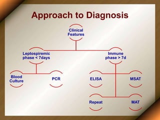 Approach to Diagnosis
Clinical
Features
Leptospiremic
phase < 7days
Blood
Culture
PCR
Immune
phase > 7d
ELISA MSAT
Repeat MAT
 