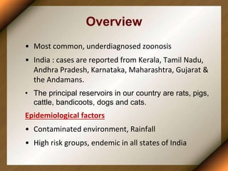 Overview
• Most common, underdiagnosed zoonosis
• India : cases are reported from Kerala, Tamil Nadu,
Andhra Pradesh, Karnataka, Maharashtra, Gujarat &
the Andamans.
• The principal reservoirs in our country are rats, pigs,
cattle, bandicoots, dogs and cats.
Epidemiological factors
• Contaminated environment, Rainfall
• High risk groups, endemic in all states of India
 