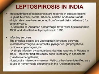 LEPTOSPIROSIS IN INDIA
• Most outbreaks of leptospirosis are reported in coastal regions:
Gujarat, Mumbai, Kerala, Chennai and the Andaman Islands.
- High rates have been reported from Valsad district (Gujurat) for
several years.
- Outbreaks of ‘Andaman hemorrhagic fever’ were first reported in
1988, and identified as leptospirosis in 1993.
• Infecting serovars:
The principal strains are Leptospira interrogans serovars.
icterohaemorrhagiae, automnalis, pyrogenes, grippotyphosa,
canicola, copenhageni,etc
- A single infection by serovar javanica was reported in Madras in
1996 – the latter had previously been found only in bandicoots
(Bandikota bengalensis).
- Leptospira interrogans serovar. Valbuzzi has been identified as a
cause of hemorrhagic pneumonia in the Andaman Islands.
 