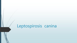 Leptospirosis canina
 
