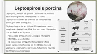 Leptospirosis canina | PDF