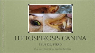 LEPTOSPIROSIS CANINA
TIFUS DEL PERRO
Dr. y Lic. Felipe Carlos Campos Ascencio
 