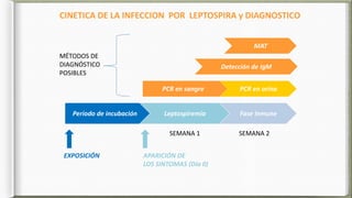MAT
Detección de IgM
PCR en orina
CINÉTICA DE LA INFECCIÓN POR LEPTOSPIRA y DIAGNÓSTICO
MÉTODOS DE
DIAGNÓSTICO
POSIBLES
Fa...