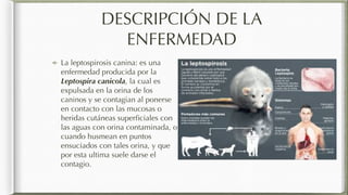 DESCRIPCIÓN DE LA
ENFERMEDAD
La leptospirosis canina: es una
enfermedad producida por la
Leptospira canicola, la cual es
e...