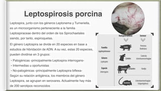 Leptospirosis porcina
Leptospira, junto con los géneros Leptonema y Turneriella,
es un microorganismo perteneciente a la f...