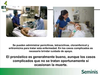 Se pueden administrar penicilinas, tetraciclinas, cloramfenicol y eritromicina para tratar esta enfermedad. En los casos complicados es necesario brindar cuidado de apoyo. El pronóstico es generalmente bueno, aunque los casos complicados que no se tratan oportunamente sí ocasionan la muerte. 