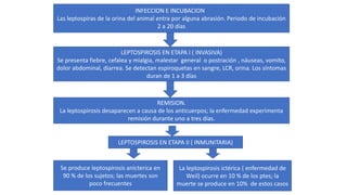 INFECCION E INCUBACION
Las leptospiras de la orina del animal entra por alguna abrasión. Periodo de incubación
2 a 20 días
LEPTOSPIROSIS EN ETAPA I ( INVASIVA)
Se presenta fiebre, cefalea y mialgia, malestar general o postración , náuseas, vomito,
dolor abdominal, diarrea. Se detectan espiroquetas en sangre, LCR, orina. Los síntomas
duran de 1 a 3 días
REMISION.
La leptospirosis desaparecen a causa de los anticuerpos; la enfermedad experimenta
remisión durante uno a tres días.
LEPTOSPIROSIS EN ETAPA II ( INMUNITARIA)
Se produce leptospirosis anicterica en
90 % de los sujetos; las muertes son
poco frecuentes
La leptospirosis ictérica ( enfermedad de
Weil) ocurre en 10 % de los ptes; la
muerte se produce en 10% de estos casos
 