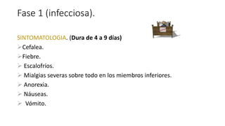 Fase 1 (infecciosa).
SINTOMATOLOGIA. (Dura de 4 a 9 días)
Cefalea.
Fiebre.
 Escalofríos.
 Mialgias severas sobre todo en los miembros inferiores.
 Anorexia.
 Náuseas.
 Vómito.
 