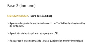 Fase 2 (inmune).
SINTOMATOLOGIA. (Dura de 1 a 3 días)
Aparece después de un período corto de 2 a 3 días de disminución
de síntomas.
Aparición de leptospira en sangre y en LCR.
Reaparecen los síntomas de la fase 1, pero con menor intensidad
 