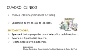 CUADRO CLINICO
 FORMA ICTERICA (SINDROME DE WEIL)
 Constituye de 5% al 10% de los casos.
SINTOMATOLOGIA.
 Aparece ictericia progresiva con ni veles altos de bilirrubinas .
 Dolor en el hipocondrio derecho.
 Hepatomegalia leve o moderada
Leptospirosis
Oficina General de Epidemiología / Instituto Nacional de Salud del Perú
 