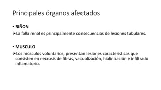 Principales órganos afectados
• RIÑON
La falla renal es principalmente consecuencias de lesiones tubulares.
• MUSCULO
Los músculos voluntarios, presentan lesiones características que
consisten en necrosis de fibras, vacuolización, hialinización e infiltrado
inflamatorio.
 