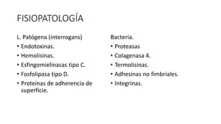 FISIOPATOLOGÍA
L. Patógena (interrogans)
• Endotoxinas.
• Hemolisinas.
• Esfingomielinasas tipo C.
• Fosfolipasa tipo D.
• Proteínas de adherencia de
superficie.
Bacteria.
• Proteasas
• Colagenasa 4.
• Termolisinas.
• Adhesinas no fimbriales.
• Integrinas.
 