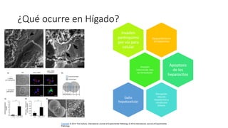 ¿Qué ocurre en Hígado?
Desprendimiento
de hepatocitos
Invaden
parénquima
por vía para
celular
Invasión
intercelular mas
no intracelular
Apoptosis
de los
hepatocitos
Disrupción
relación
hepatocitos y
canalículos
biliares
Daño
hepatocelular
Copyright © 2014 The Authors. International Journal of Experimental Pathology © 2014 International Journal of Experimental
Pathology
 