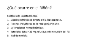¿Qué ocurre en el Riñón?
Factores de la patogénesis.
1. Acción nefrotóxica directa de la leptospirosis.
2. Toxinas inductoras de la respuesta inmune.
3. Alteraciones hemodinámicas.
4. Ictericia: BLRs > 26 mg /dL causa disminución del FG
5. Rabdomiolisis.
 